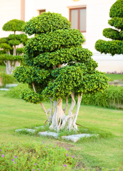 公園内の美しい木 — ストック写真