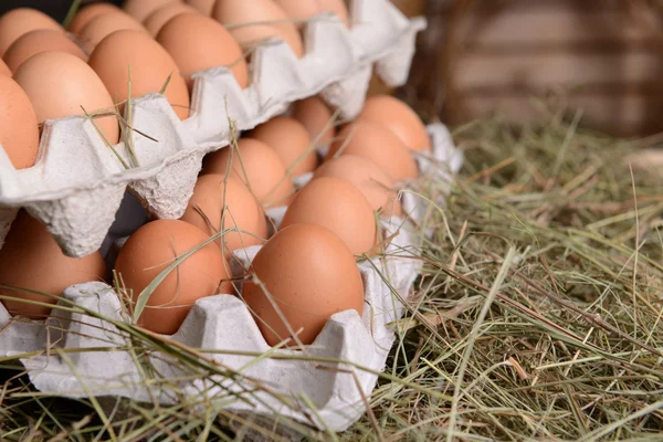 Eggs in paper trays — Stock Photo, Image