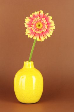 güzel gerber kahverengi zemin çiçek