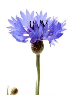 güzel kır çiçekleri