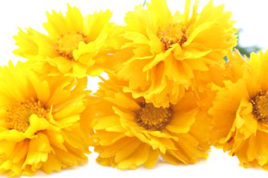 güzel kır çiçekleri