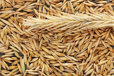 kulaklar ve tahıllar çavdar