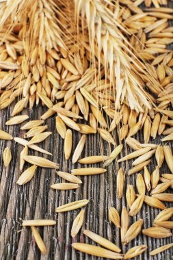 kulaklar ve tahıllar çavdar