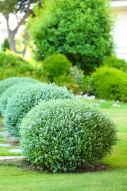 Güzel yemyeşil çalılar