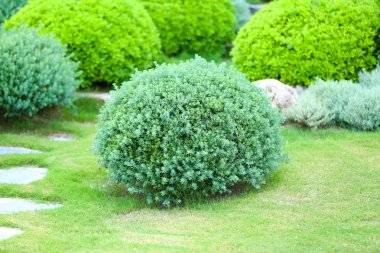 Güzel yemyeşil çalılar