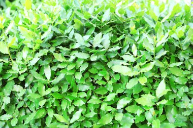 güzel yeşil çalı