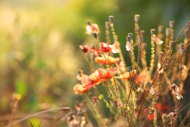 Alandaki güzel haşhaş