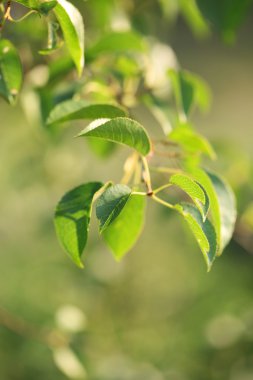 açık havada ağaç üzerinde güzel bahar yaprak