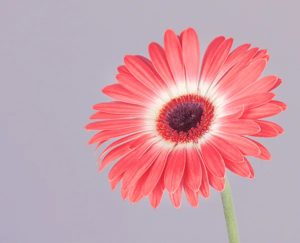 Bela flor Gerber no fundo cinza — Fotografia de Stock
