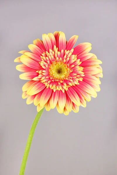 Gri arka plan üzerinde güzel gerber çiçek — Stok fotoğraf