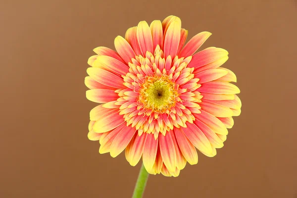 Bellissimo fiore di Gerber su sfondo marrone — Foto Stock