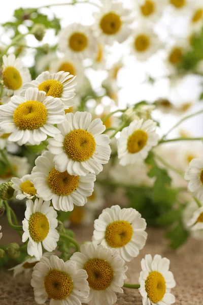 Schöne wilde Blumen — Stockfoto