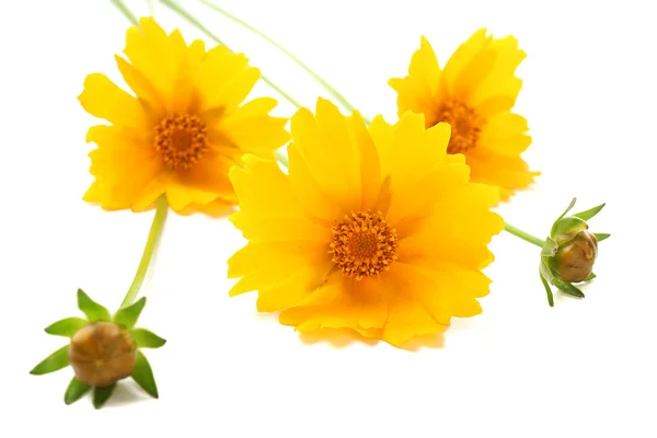 Schöne wilde Blumen — Stockfoto