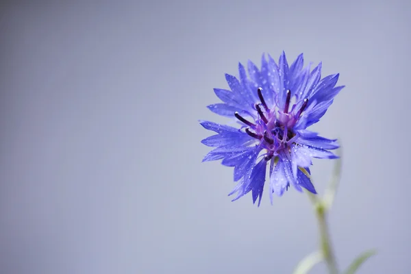 Schöne wilde Blume auf grauem Hintergrund — Stockfoto