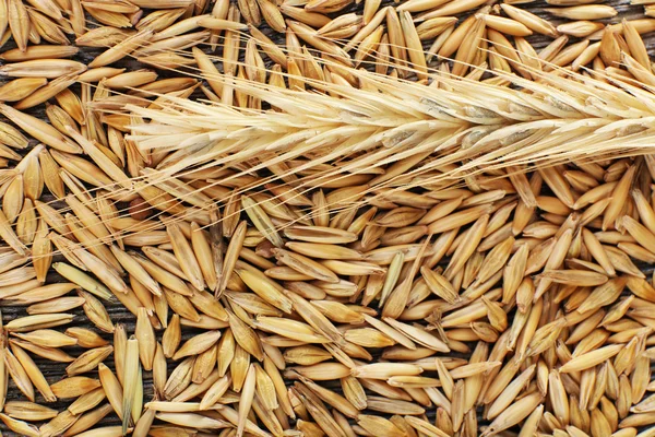 kulaklar ve tahıllar çavdar