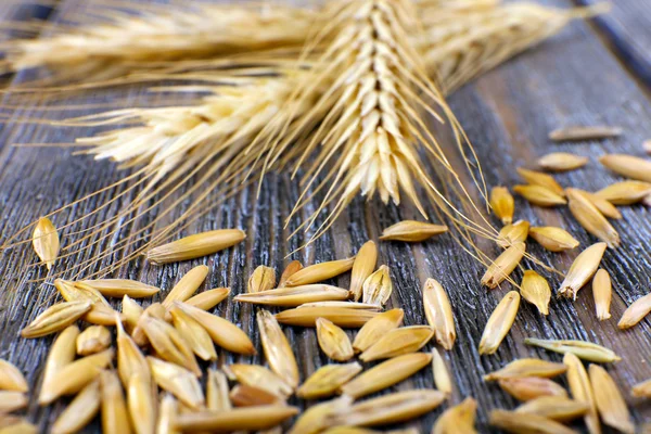 Rye grains and ears — Stock Photo, Image