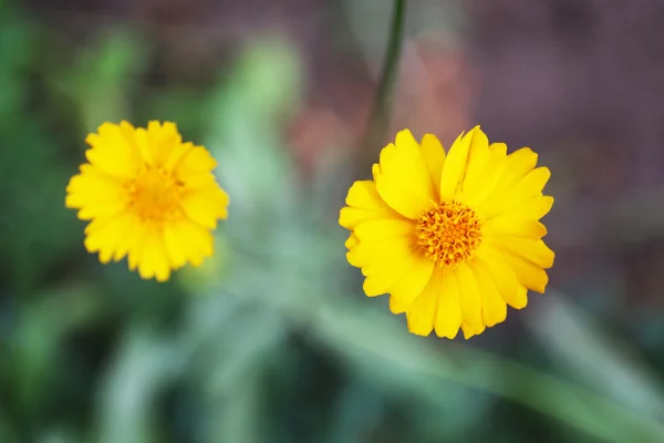 Vacker blomma, utomhus — Stockfoto