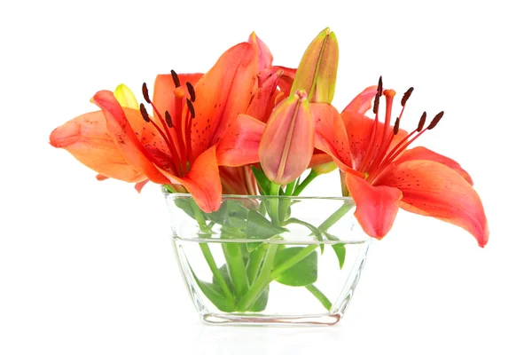 Beautiful lilies — Stock Photo, Image