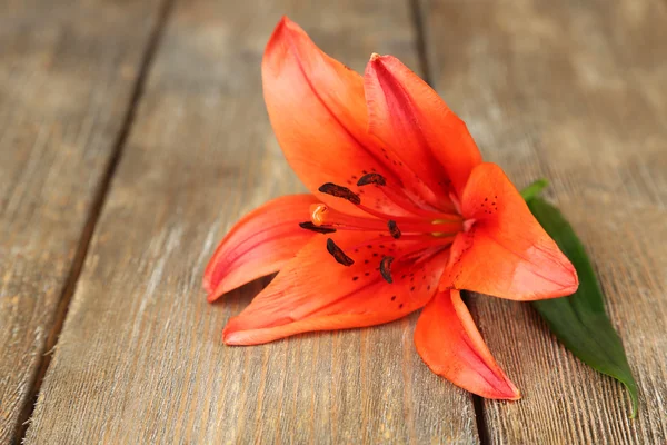 Bellissimo sfondo giglio — Foto Stock