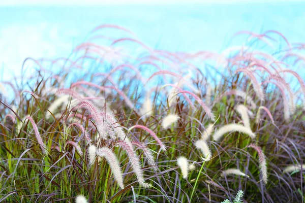 Spikelets in campo, primo piano — Foto Stock