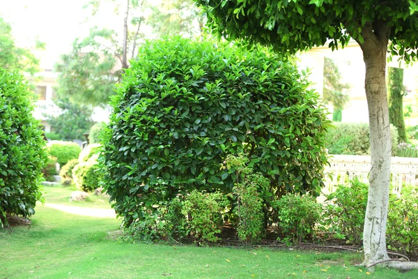 Зеленый ландшафт в саду — стоковое фото