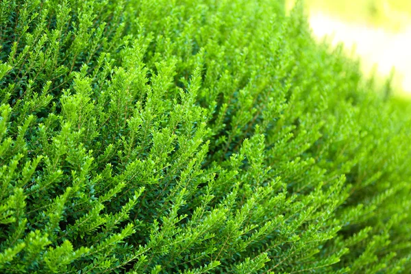 Hermoso arbusto verde — Foto de Stock
