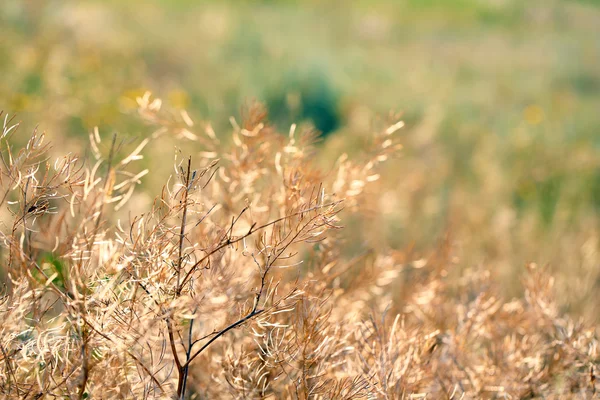 Wildpflanze im Feld — Stockfoto