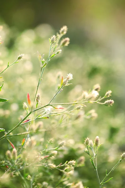 Beautiful wild flowers in field — Stock Photo, Image