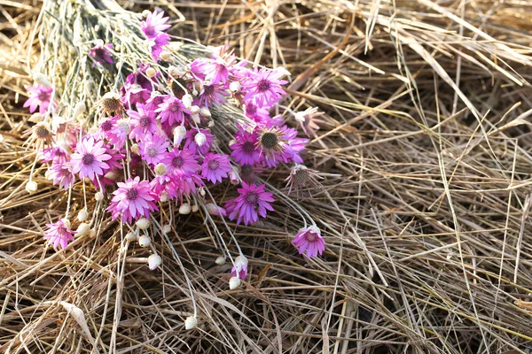 Beautiful wild flowers — Stock Photo, Image