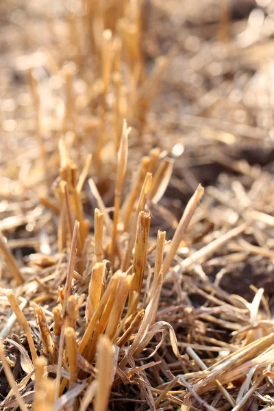 Mown wheat field — Stock Photo, Image