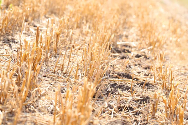 Campo de trigo cortado — Fotografia de Stock