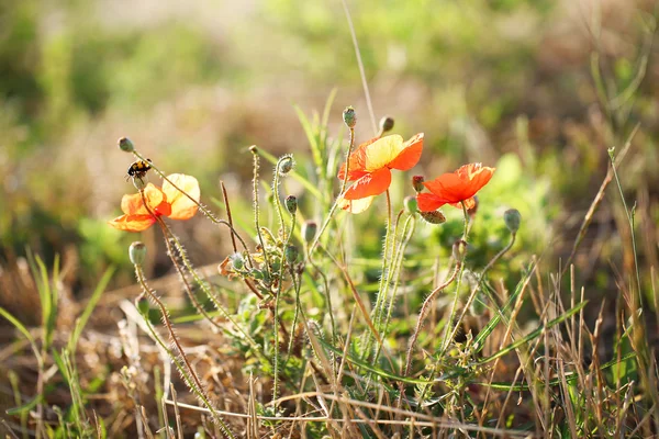 Hermosas amapolas en el campo — Foto de Stock