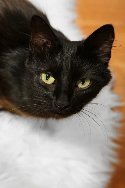 Katze mit zwei schönen Kätzchen auf weißem Teppich Hintergrund — Stockfoto