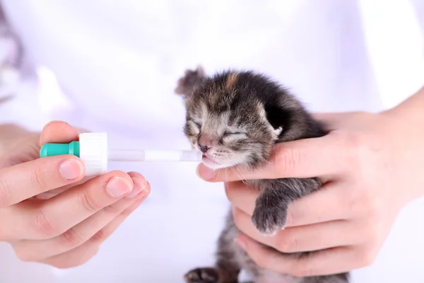 Dierenarts met kitten, close-up — Stockfoto