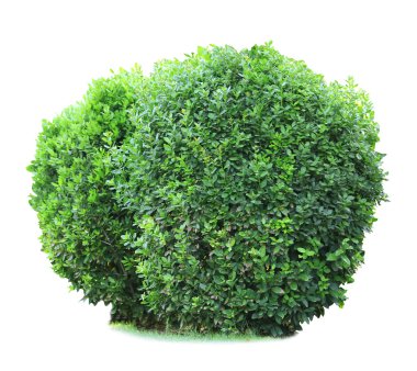 Green lush bushes isolated on white clipart