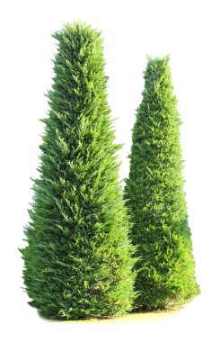 yeşil ağaçlar üzerinde beyaz izole