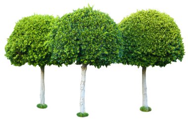 yeşil ağaçlar üzerinde beyaz izole