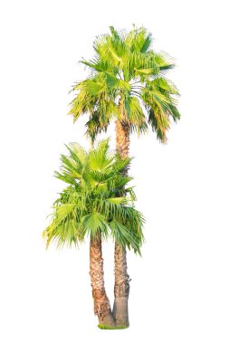 Coconut palm ağaçlar üzerinde beyaz izole