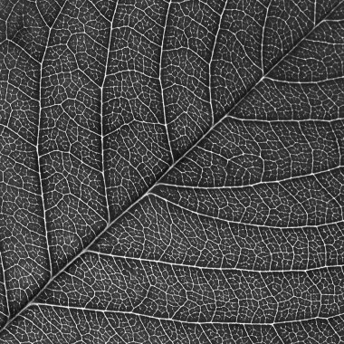 yaprak gri, yakın çekim