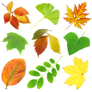 kolaj farklı yaprak üzerinde beyaz izole