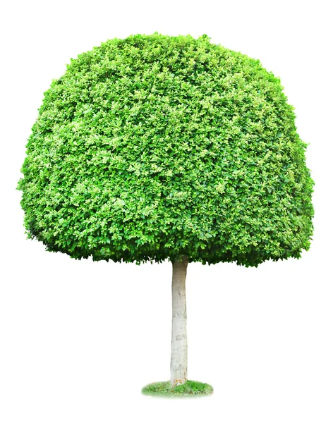 Zöld fa elszigetelt fehér — Stock Fotó