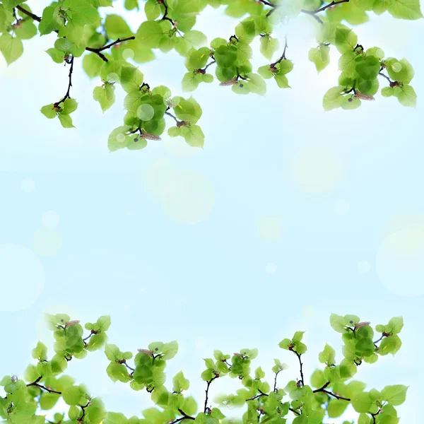 Ramka z zielonych liści — Zdjęcie stockowe