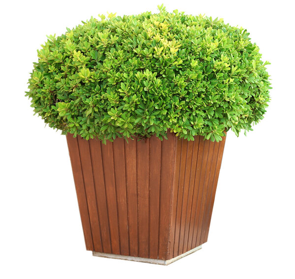 Garden pot with lush bushes isolated on white