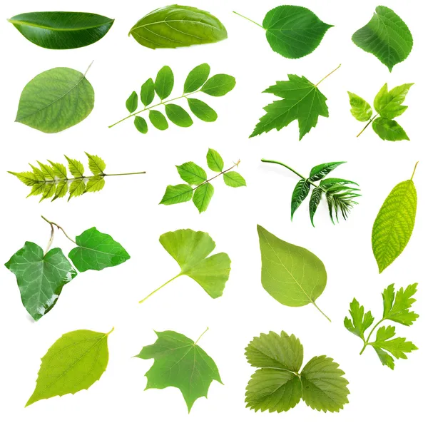 Collage di diverse foglie isolate su bianco — Foto Stock