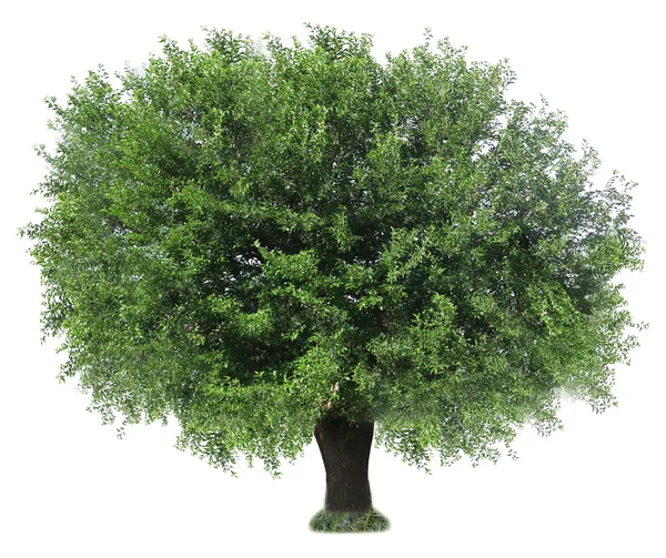 Green tree isolated on white — Stock Photo, Image