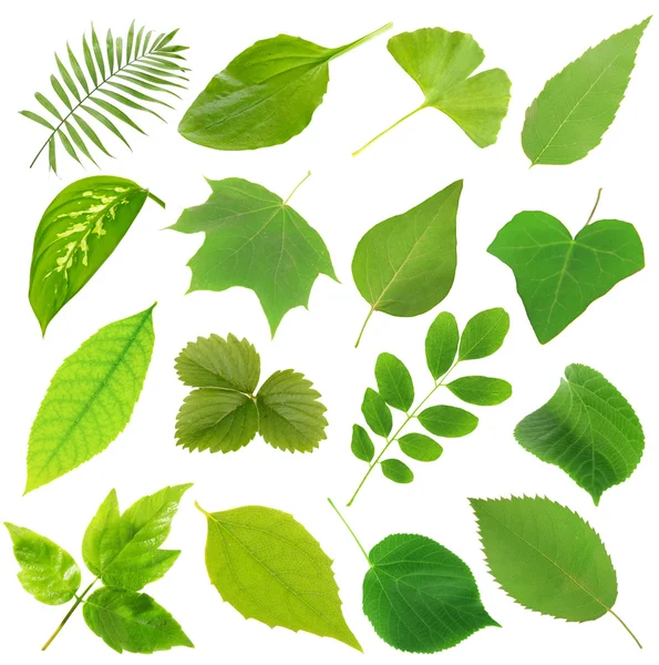 Коллаж из различных листьев, изолированных на белом — стоковое фото