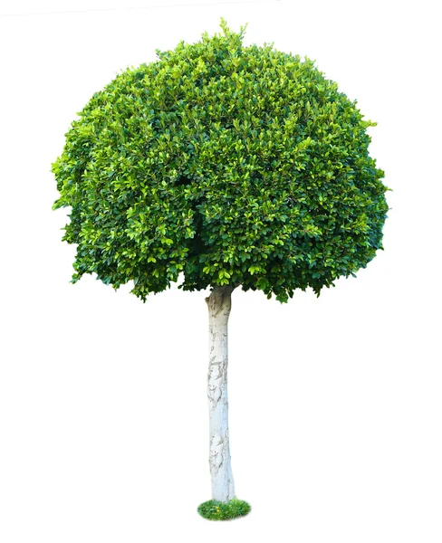 Zöld fa elszigetelt fehér — Stock Fotó