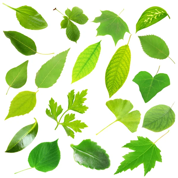 Collage of different leaves isolated on white