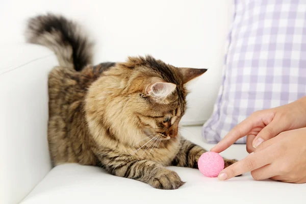 Vacker katt spelar på soffa — Stockfoto