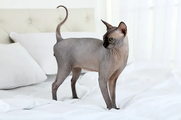 Hermoso gato esfinge gris en la cama — Foto de Stock